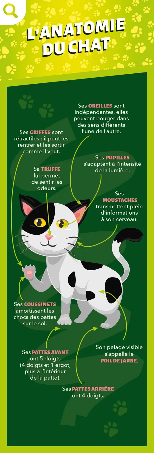 Frigobloc Éventail Passion Chats quiz enfant