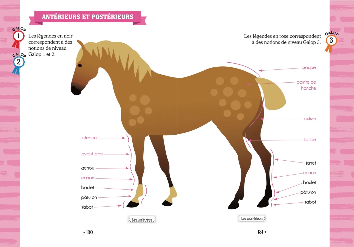 Le Galop des Étoiles Tome 5 Le poulain surprise roman 8 ans équitation