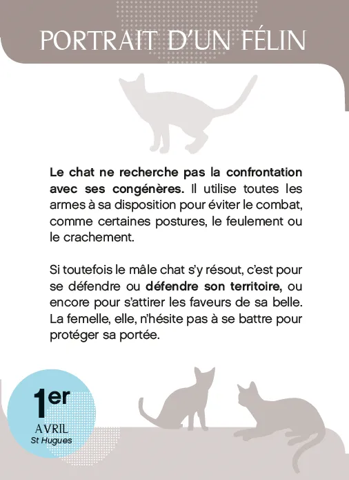 Frigobloc Amours de chats en 365 jours calendrier à bloc chats