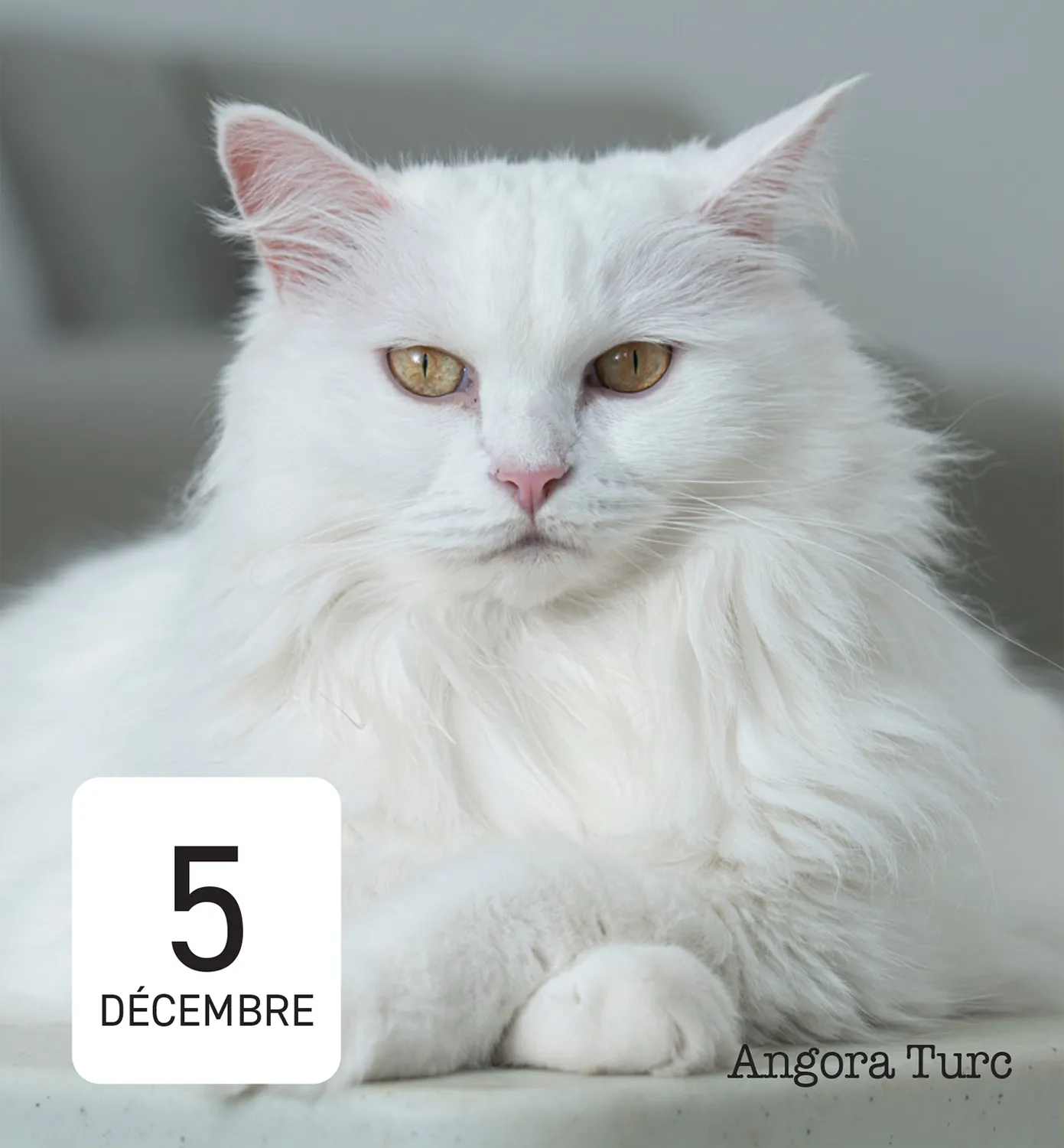Frigobloc Mini calendrier 365 amours de chats éphéméride