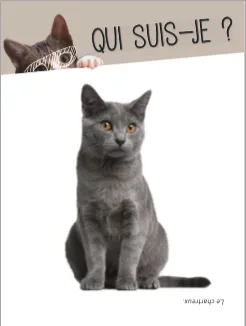 Quiz Chat boîte jeu 350 questions et défis